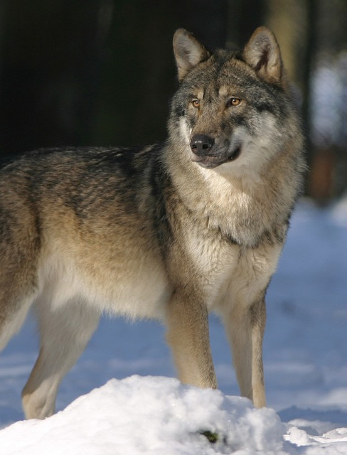 USTRZYKI DOLNE: Wilk zagryzł łanię tuż przy głównej drodze. Mieszkańcy zaniepokojeni – „To realne zagrożenie”. DRASTYCZNE ZDJĘCIE 18+