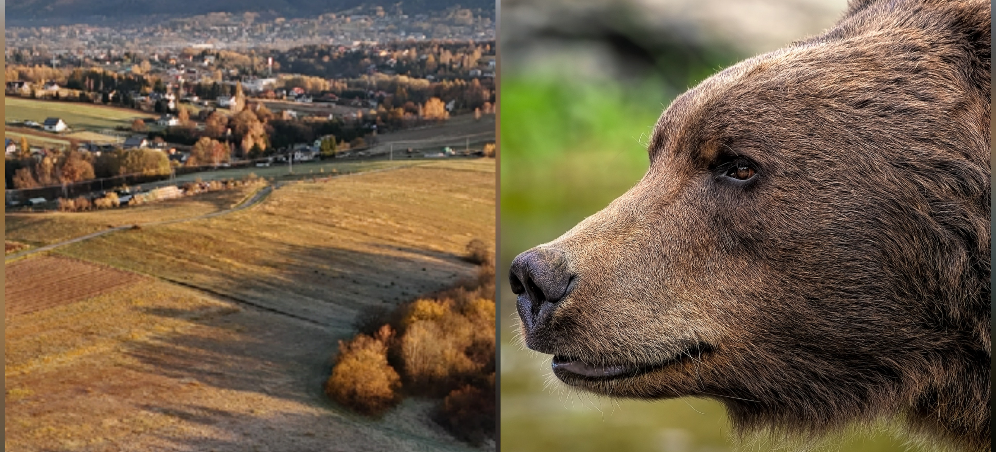 GMINA ZAGÓRZ. Niedźwiedzica z młodym pod domami w Zahutyniu! [VIDEO]