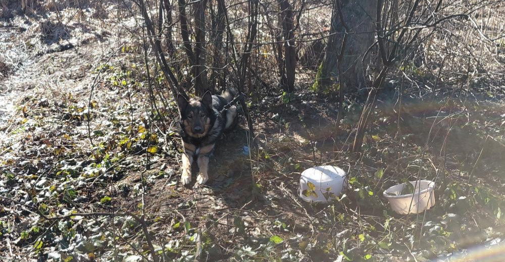 Pies przywiązany do drzewa w środku lasu i nielegalne rajdy quadami. Szokujące sytuacje w Bieszczadach