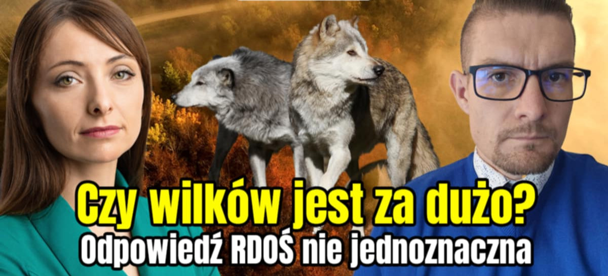 WYWIAD: Dzikie zwierzęta na Podkarpaciu.Rzecznik RDOŚ: Nikt tak naprawdę nie wie ile jest wilków