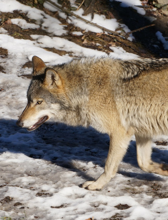 Wilki w Nadolanach poczynają sobie coraz śmielej! (FOTO 18+)