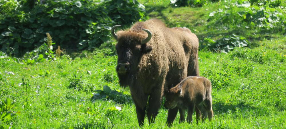 BIESZCZADY: Trwa czas narodzin żubrów. Leśnicy apelują o ostrożność