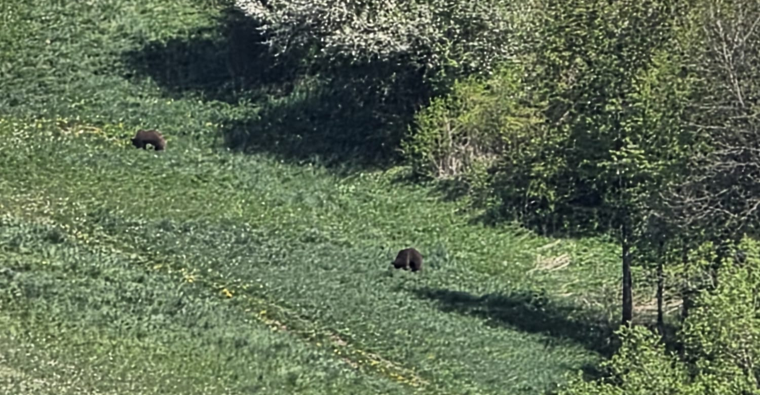 Niedźwiedzie w pobliżu kościoła w Wołkowyi. W tym czasie trwała Pierwsza Komunia Święta [FOTO]