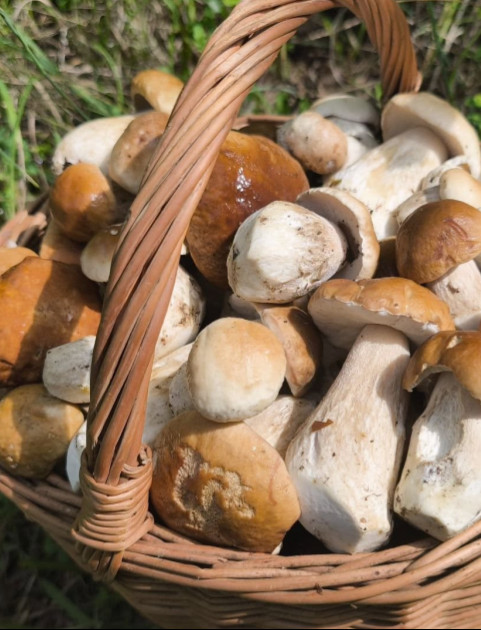 Wysyp grzybów w lasach. Nasi Czytelnicy chwalą się zbiorami (ZDJĘCIA)