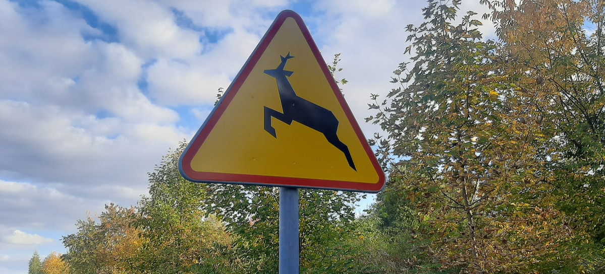 Uwaga na dzikie zwierzęta na drodze!