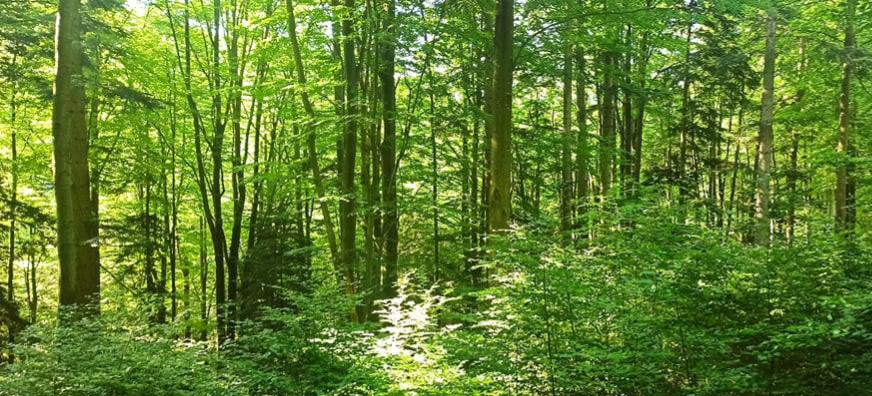 W Bieszczadach rośnie nowe pokolenie drzew. Kilka słów o rębni (ZDJĘCIA)