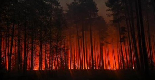 Czerwony alarm w podkarpackich lasach. Leśnicy apelują o rozwagę