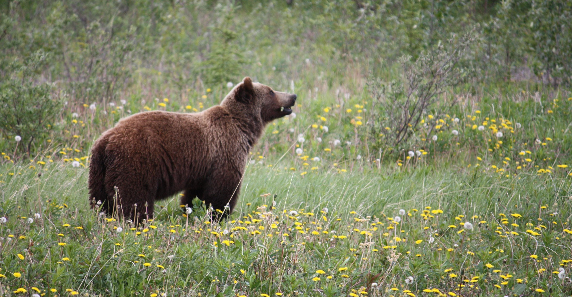 Nocna wizyta niedźwiedzia w Zatwarnicy. Dobierał się do kurnika [ZDJĘCIA]