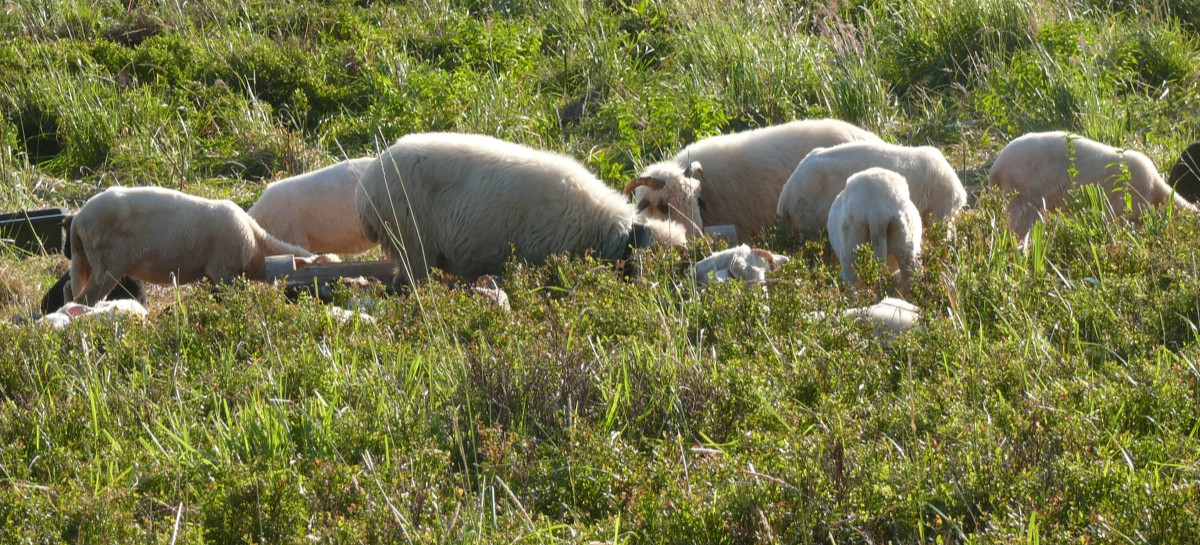 BIESZCZADY: Na połoninie cierpią owce? Dyrekcja parku zleciła kontrolę