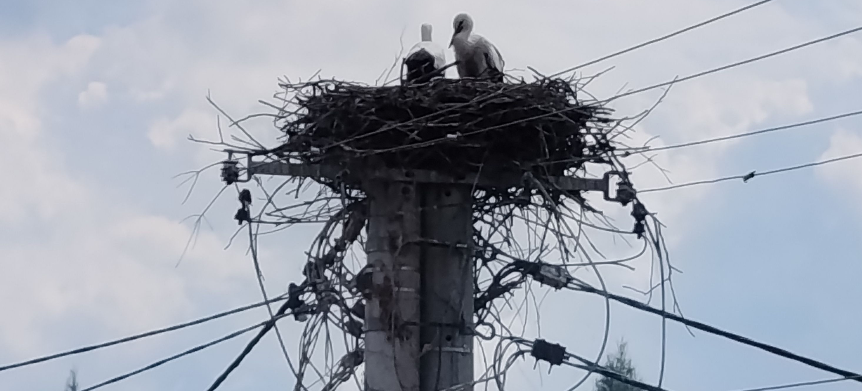SANOK. Bocianie gniazdo blisko przewodów energetycznych. Energetycy zamontują platformę!