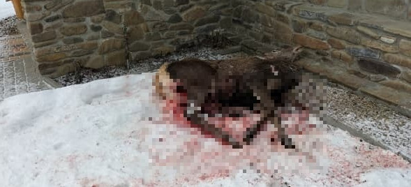 Wilki dopadły zwierzynę pod drzwiami domu! (VIDEO, FOTO, DRASTYCZNE)