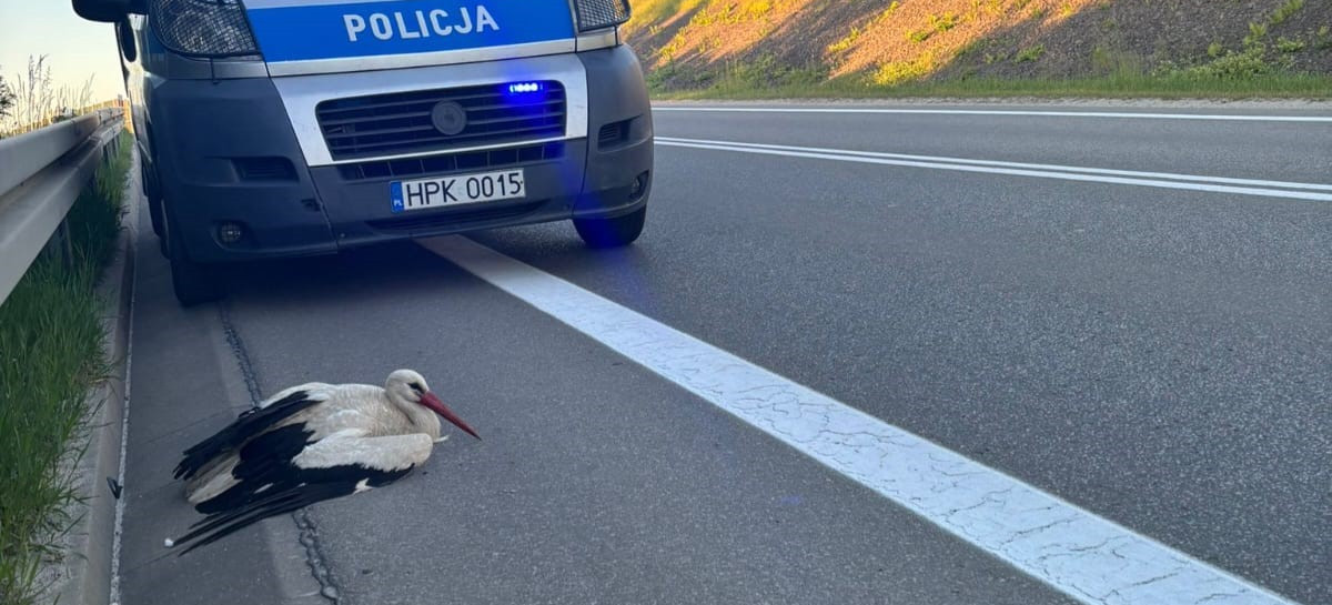 Policjanci z Brzozowa pomogli rannemu bocianowi