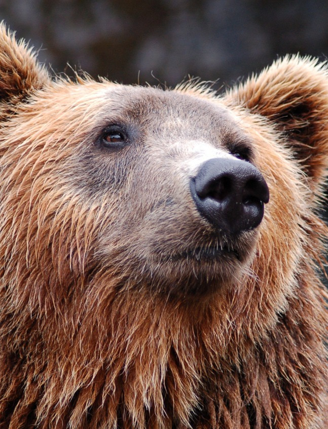 Niedźwiedzica zaatakowała kobietę w Bieszczadach!