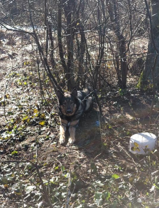 Pies przywiązany do drzewa w środku lasu i nielegalne rajdy quadami. Szokujące sytuacje w Bieszczadach