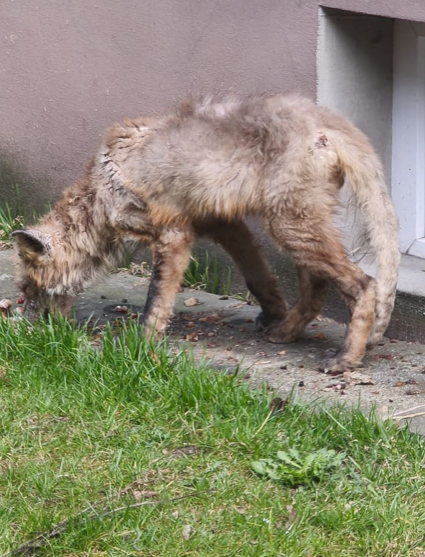 PILNE: Chory lis na sanockich osiedlach. „Przestańcie wyrzucać jedzenie pod bloki!” [VIDEO, ZDJĘCIA]