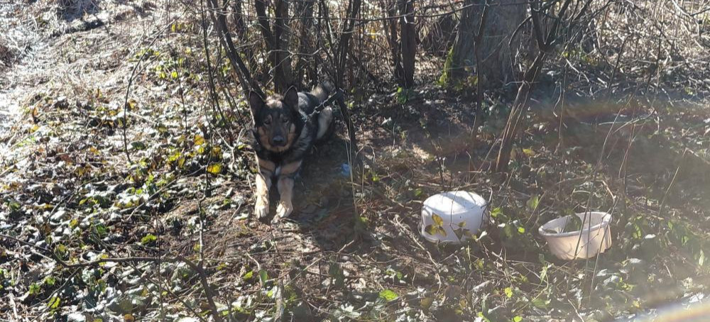 Pies przywiązany do drzewa w środku lasu i nielegalne rajdy quadami. Szokujące sytuacje w Bieszczadach