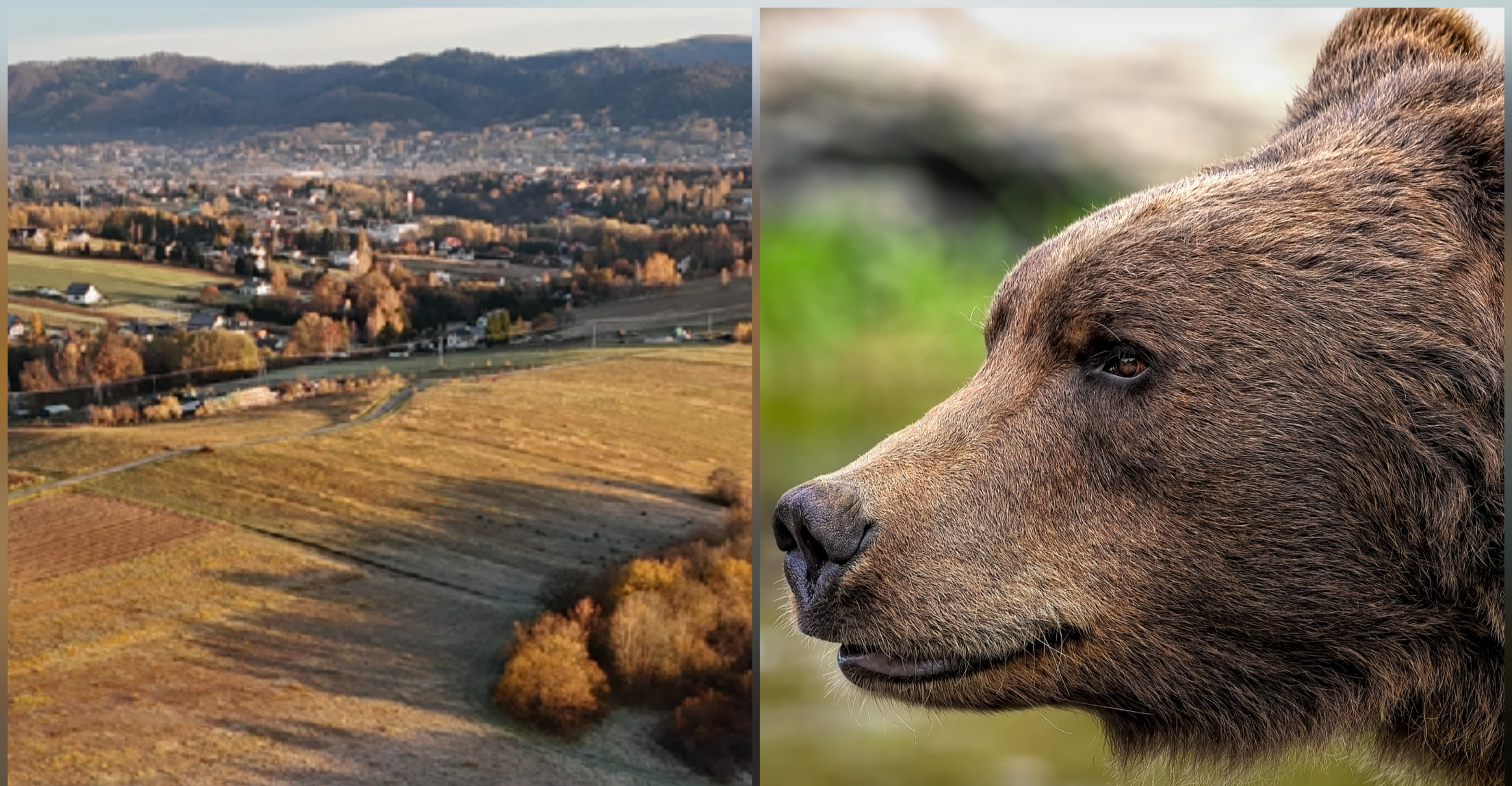 GMINA ZAGÓRZ. Niedźwiedzica z młodym pod domami w Zahutyniu! [VIDEO]