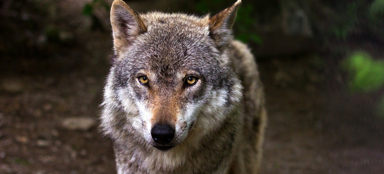 Badacze wilków: Trzeba być czujnym!