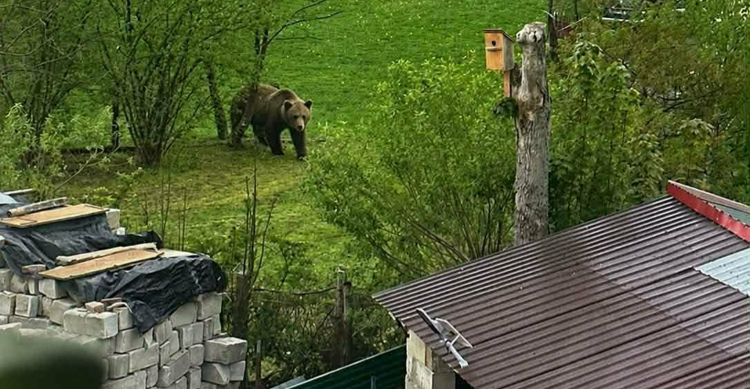 Niedźwiedzie blisko zabudowań w Czaszynie. Apel o ostrożność [FOTO]