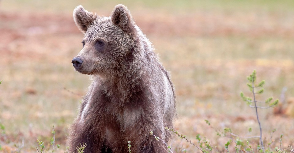 Nocne odwiedziny niedźwiedzia. ZOBACZCIE co nawyprawiał