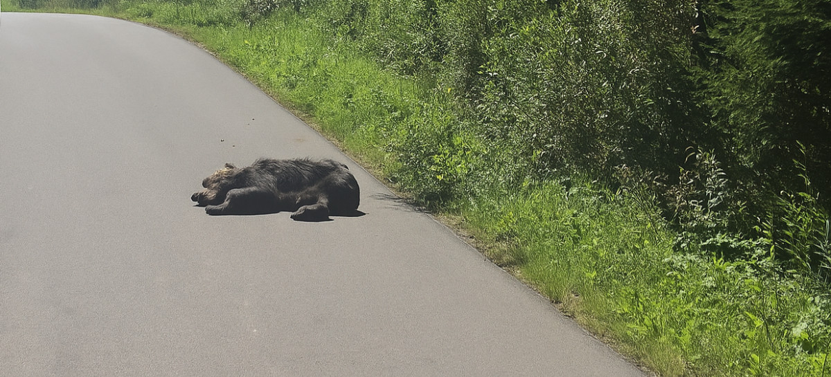 Polski Związek Łowiecki zabiera głos w sprawie martwego niedźwiedzia w Jaśliskach