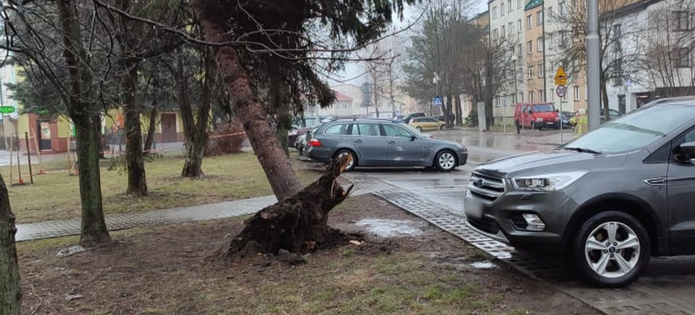Drzewo wyrwane z korzeniami przy ul. Kochanowskiego (ZDJĘCIA)