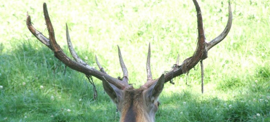 Turyści zaniepokojeni. Krwawiące poroża jeleni – leśnicy wyjaśniają