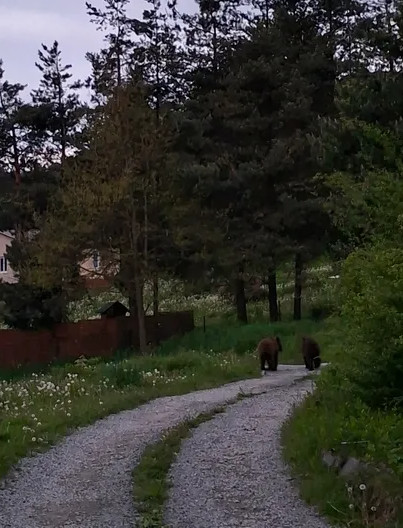 Niedźwiedzie coraz bliżej ludzi. Incydenty w Zawozie i Polańczyku [VIDEO, ZDJĘCIA]