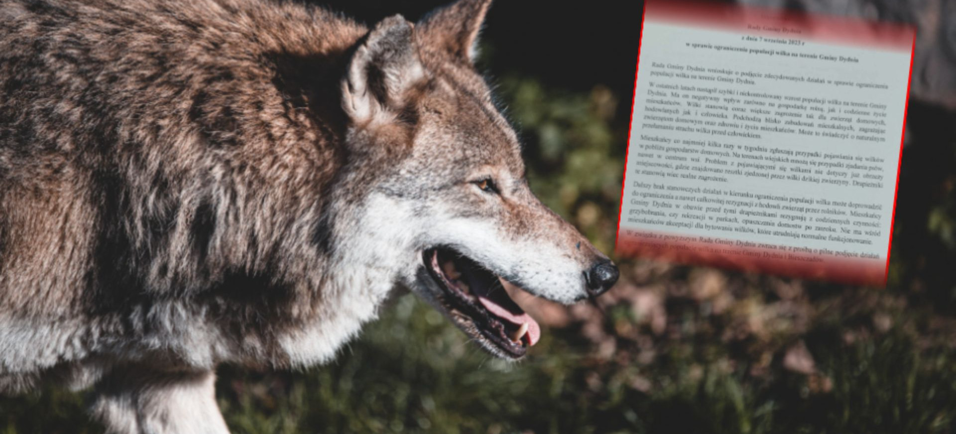 Stanowisko w sprawie ograniczenia populacji wilka! Radni jednomyślni