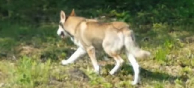 SANOK: Zwierzę, które niepokoiło mieszkańców to pies (NOWE VIDEO)