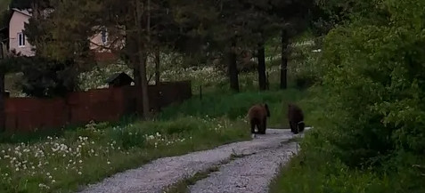 Niedźwiedzie coraz bliżej ludzi. Incydenty w Zawozie i Polańczyku [VIDEO, ZDJĘCIA]