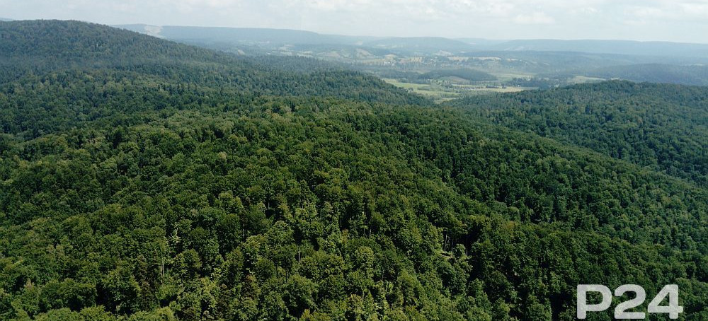 Przyszłość podkarpackich lasów w dobie zmian klimatycznych