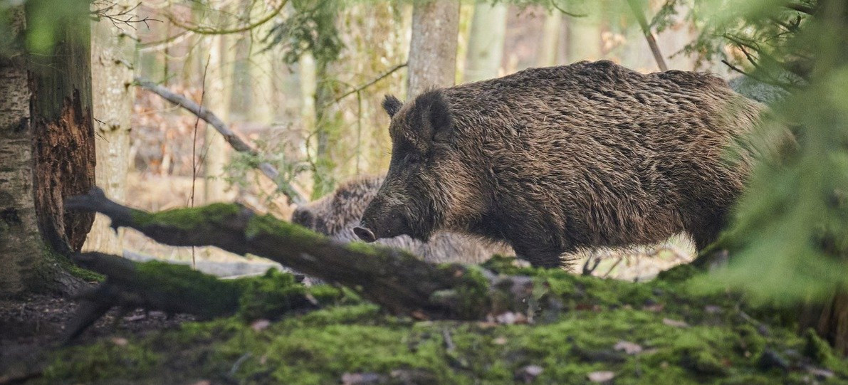 INFORMACJA. Poszukiwania martwych dzików