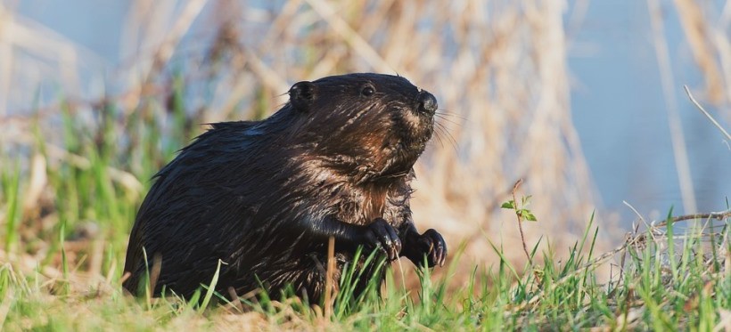 Zabijali bobry i przerabiali je na wędliny. Sprawę bada rzeszowska prokuratura