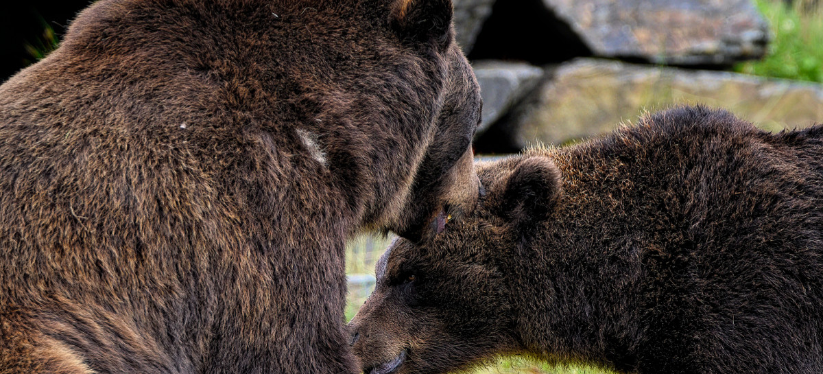 PŁOWCE: Dwa dorosłe niedźwiedzie na prywatnej posesji. Apelujemy o ostrożność [VIDEO]