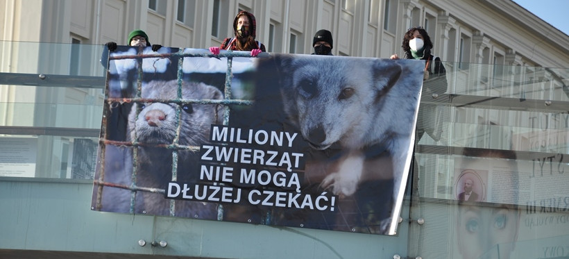 Viva Rzeszów przypomina politykom o “piątce dla zwierząt” (WIDEO)