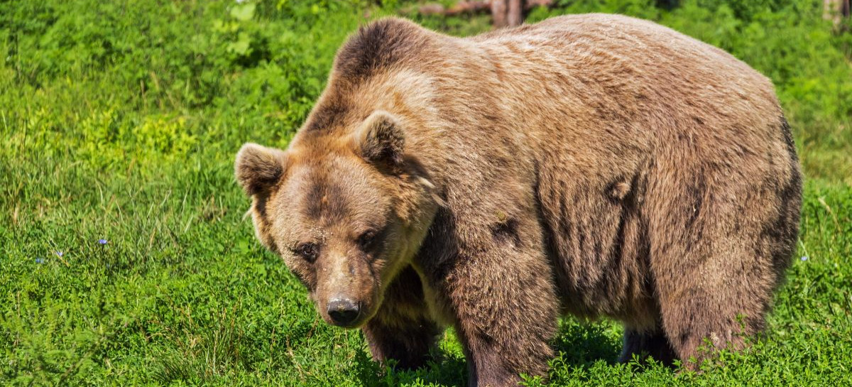 Nowe ustalenia RDOŚ w sprawie wczorajszego ataku niedźwiedzia