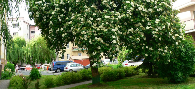 Rzeszowski bez Drzewem Roku 2019? Potrzebne są wasze głosy!
