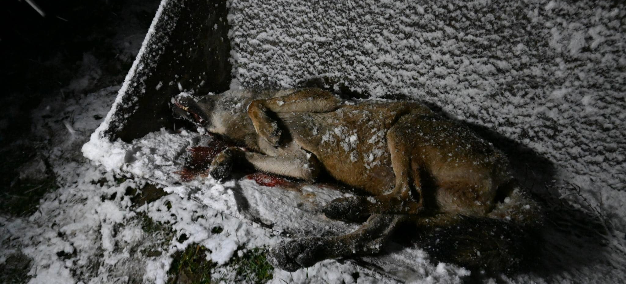 BESKID NISKI: Zastrzelono wilka podczas polowań łowieckich. Jedna osoba zatrzymana