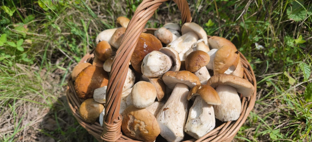 Wysyp grzybów w lasach. Nasi Czytelnicy chwalą się zbiorami (ZDJĘCIA)