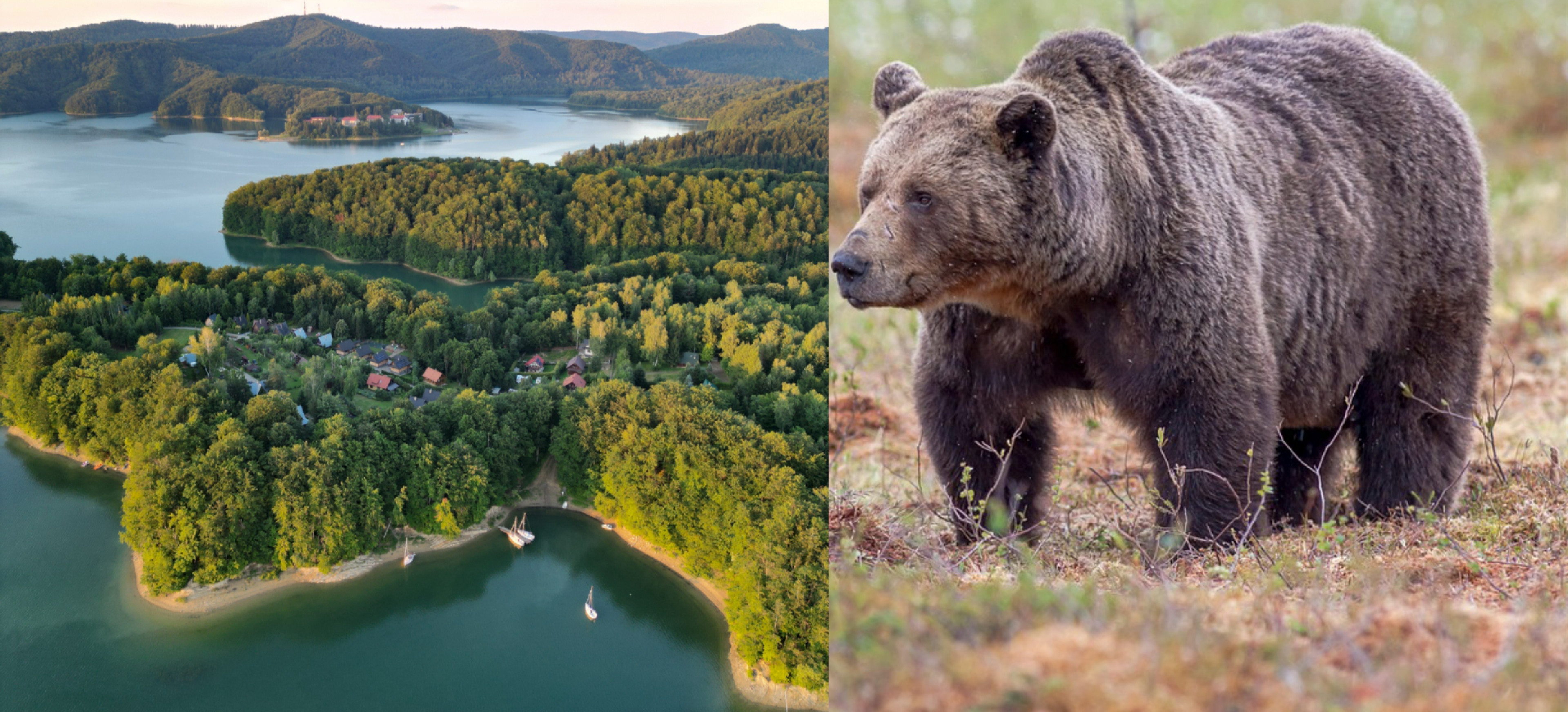 Niedźwiedzica z młodymi pod domami w Polańczyku! „Nie reagowały nawet na petardy” [VIDEO]