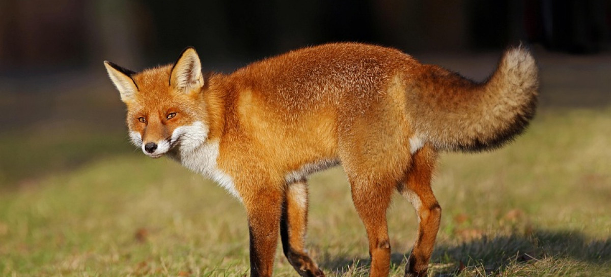 PODKARPACIE: Dodatkowa akcja szczepienia lisów przeciwko wściekliźnie