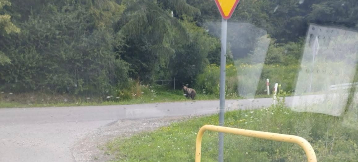 Niedźwiedź widziany w Załużu! Sołectwo apeluje o ostrożność