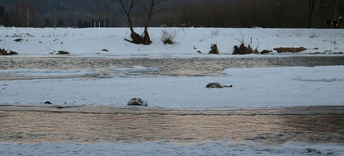 Ptasia grypa w powiecie leskim. Wykryto wirusa u dzikiego łabędzia, wojewoda wprowadza ograniczenia