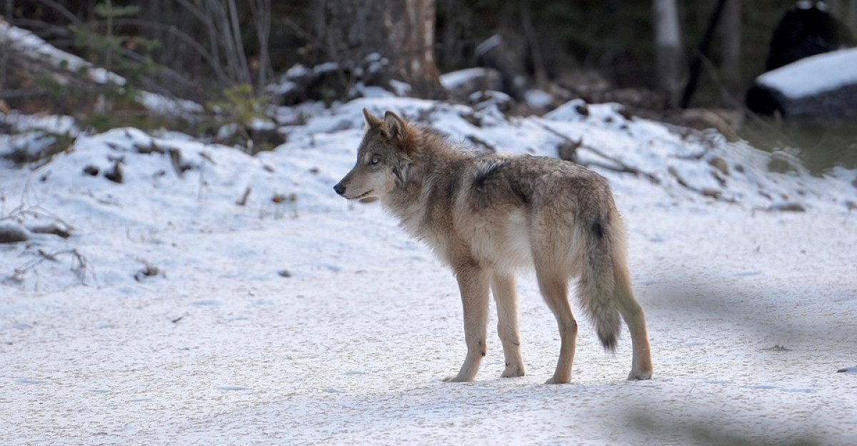 Wilk na ulicach Leska. Ostrzeżenie dla mieszkańców, w pobliżu szkoła i przedszkole
