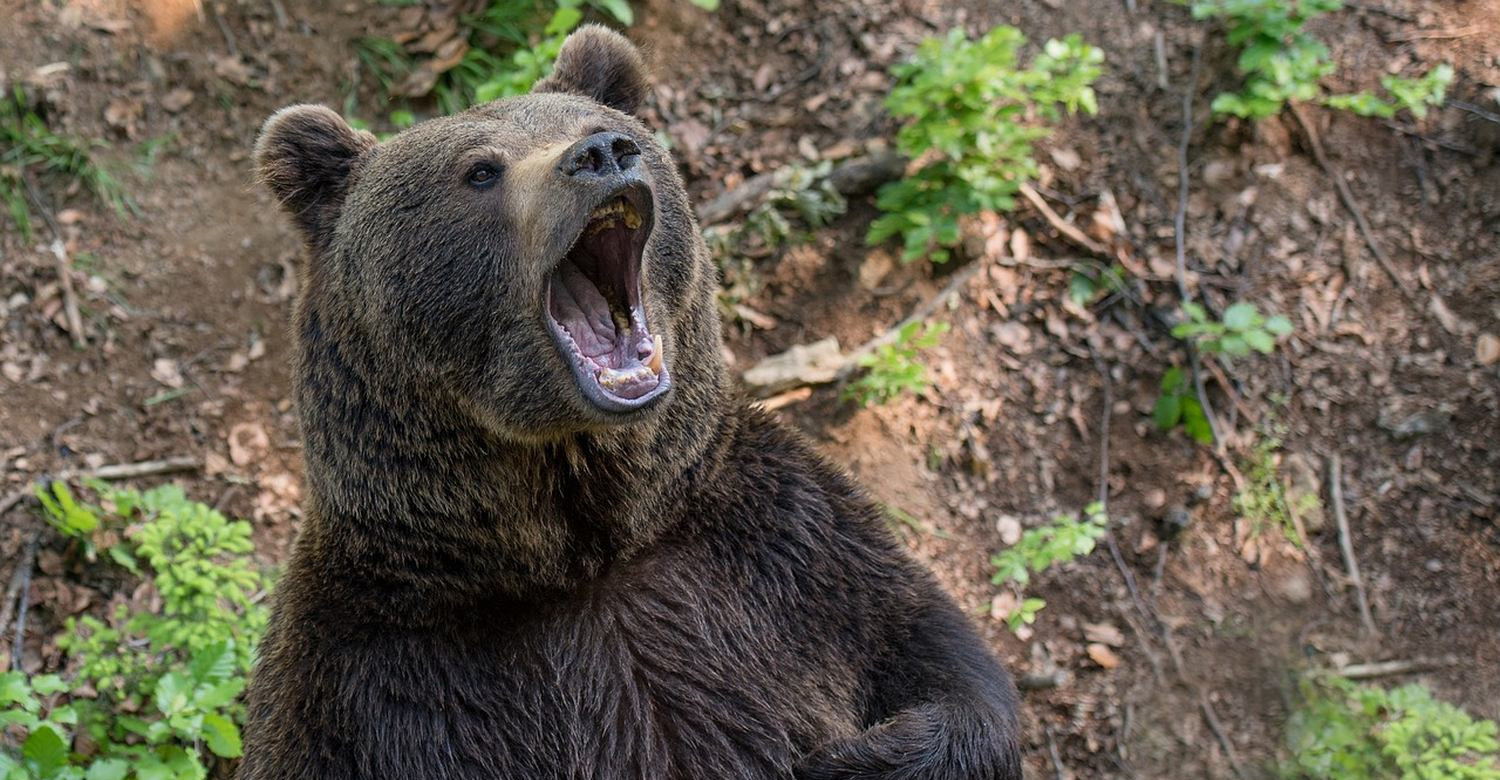 Atak niedźwiedzia w Bieszczadach! Mężczyzna z ciężkimi obrażeniami (VIDEO, ZDJĘCIA)