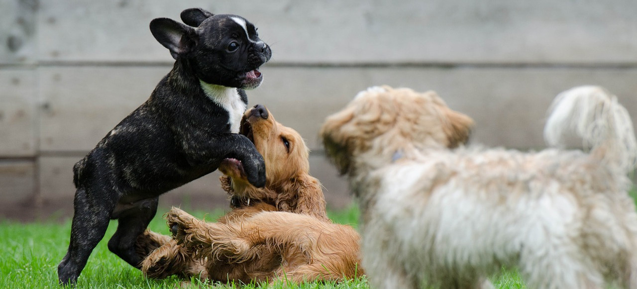 Psie wybiegi w Rzeszowie zamknięte na trzy tygodnie