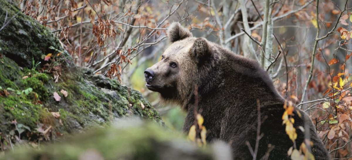 Bieszczadzki Park Narodowy zaprasza na prelekcje