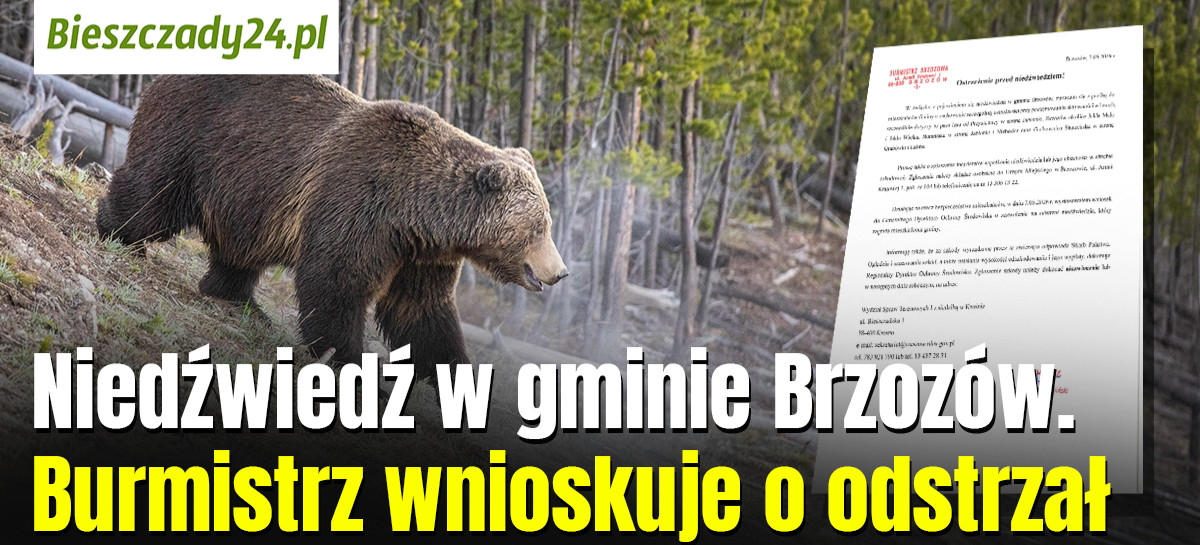 Niedźwiedź w gminie Brzozów! Burmistrz wnioskuje o odstrzał