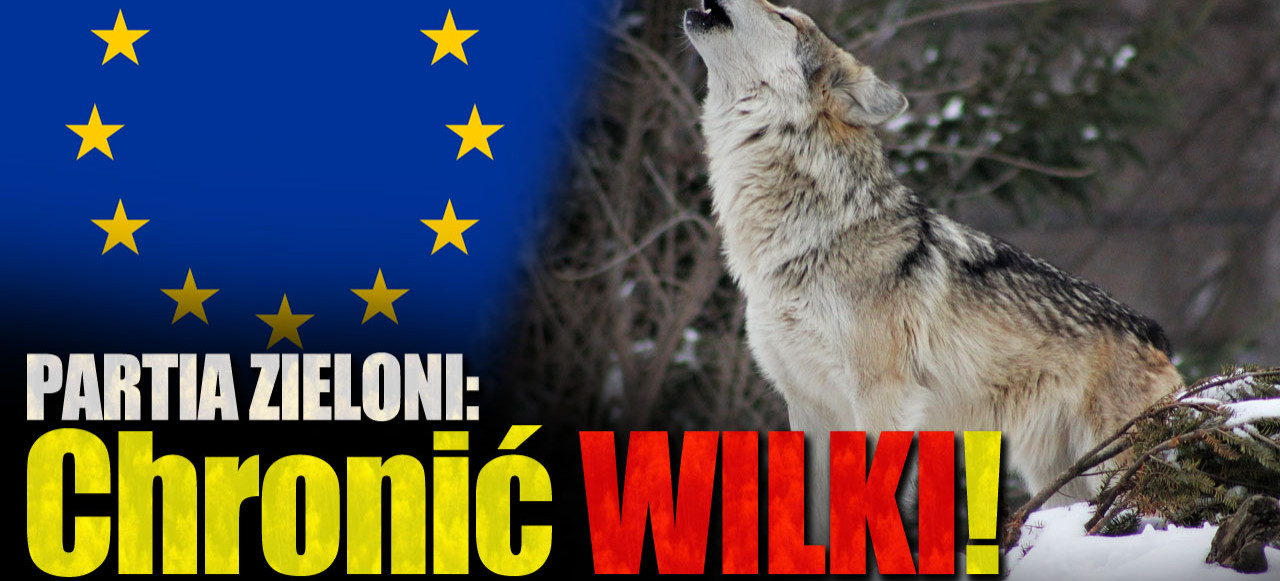 PARTIA ZIELONI: Interweniujemy w sprawie ochrony wilków w Polsce! (VIDEO)
